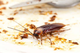 Cockroach Control